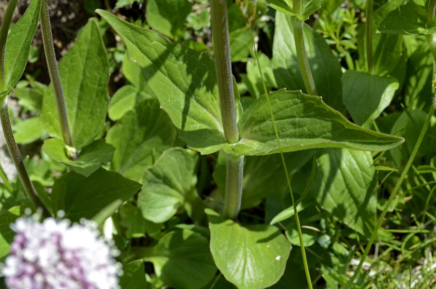Valeriana montana / Valeriana montana